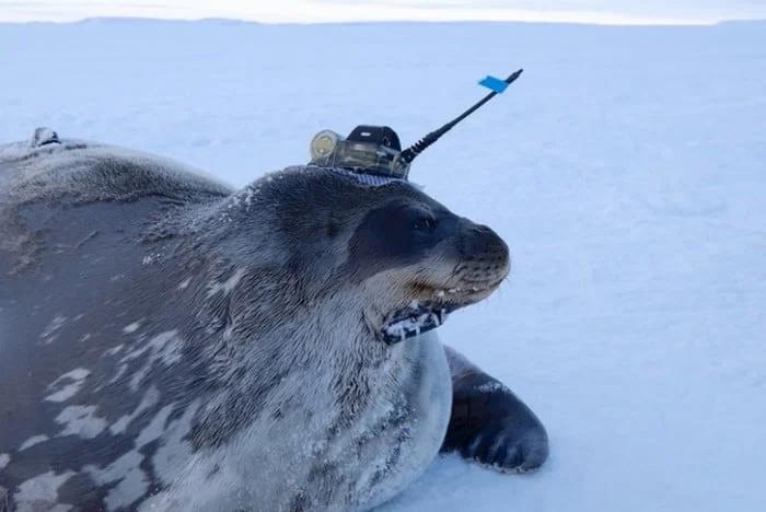 Неленивые тюлени помогли ученым исследовать Антарктику