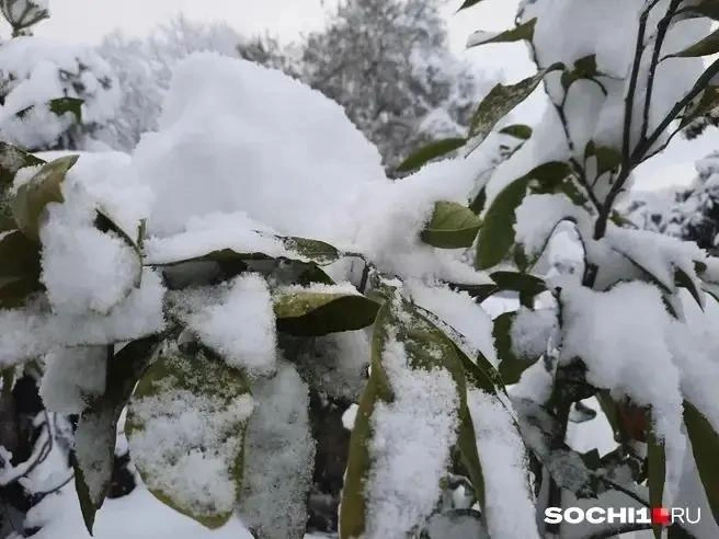 Редкое явление — мандарин в снегу | Источник: Анна Грицевич / SOCHI1.RU