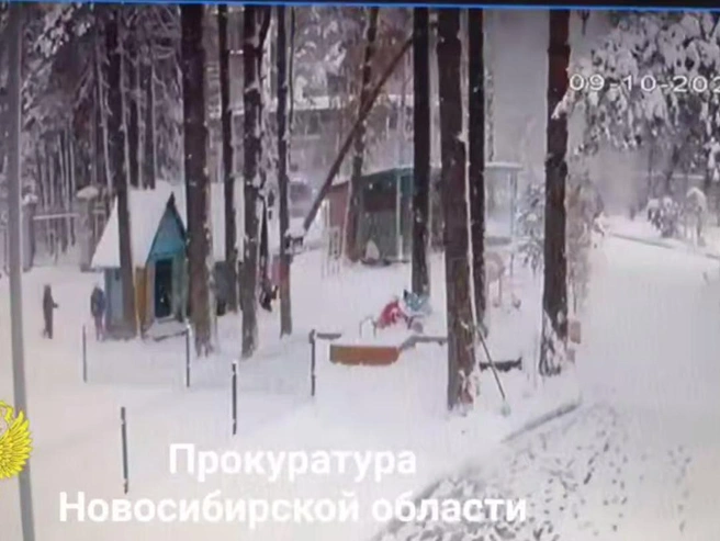 Высокое дерево упало вблизи группы детей | Источник: Прокуратура Новосибирской области