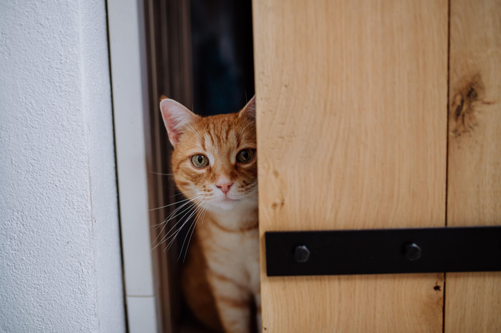 Почему кошка просит открыть дверь, но заходит не сразу, а долго раздумывает? Отвечают ветеринар и зоопсихолог