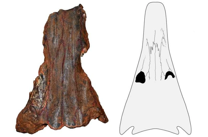 Новые находки в Австралии раскрыли тайны первых морских амфибий мезозоя