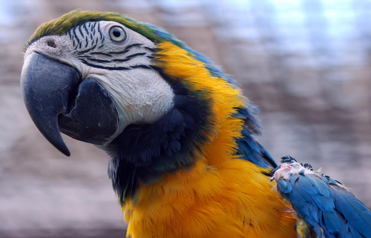 Горбоносые интеллектуалы: как попугаи заслужили свою репутацию