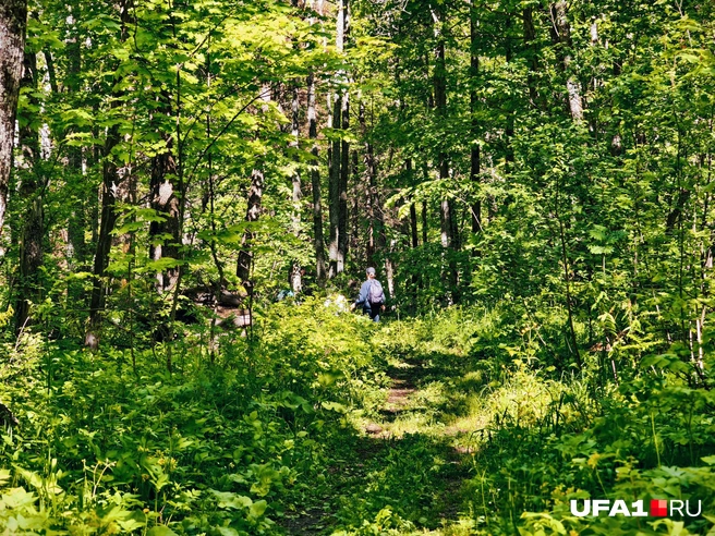 Но чаще через лес | Источник: Булат Салихов / UFA1.RU