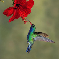 Аватарка Anna