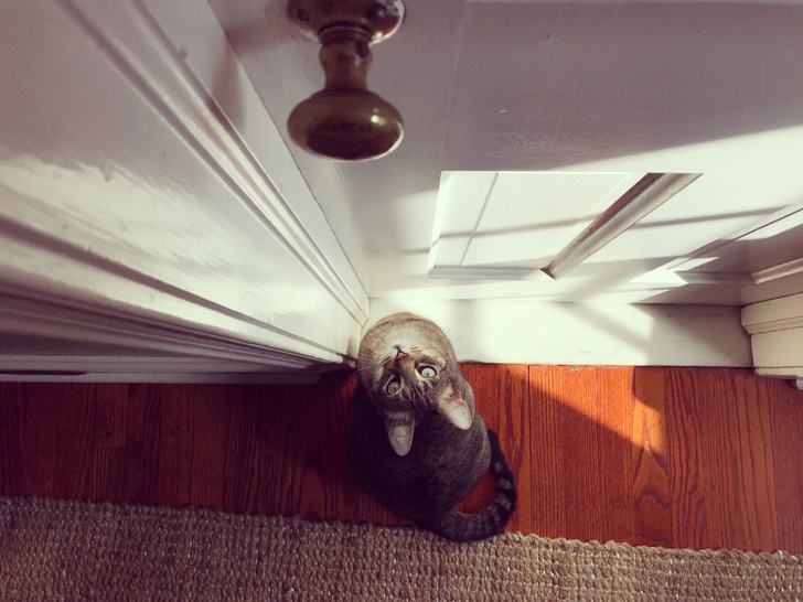 Фото №1 - Почему твой кот ненавидит закрытые двери?