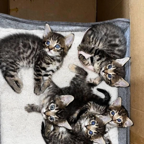 Ну красивые же! | Источник: сайт бесплатных объявлений