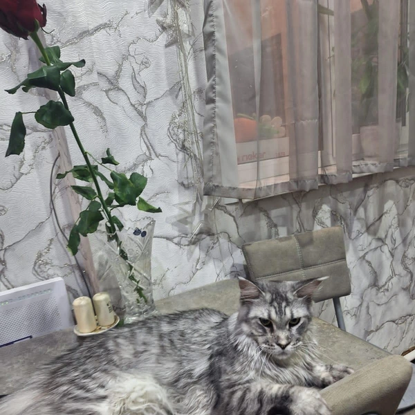 Кошка недавно начала доверять своим людям | Источник: предоставила хозяйка
