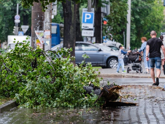 Грозы и ураганы в центре города всегда заметны. Андрей Шихов научился находить их следы там, где практически не бывает людей  | Источник: Тимофей Калмаков