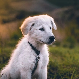 Тест: Выбери щеночка, а мы подберем тебе идеальное платье на лето 2022 🐶