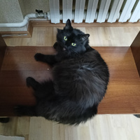 Аватарка PaulinA Boiko