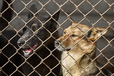 Ryazan Oblast Budgets 5 Million for Stray Dogs