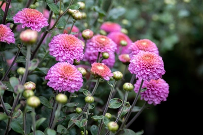 Зимние хризантемы Приморья цветут вопреки холодам