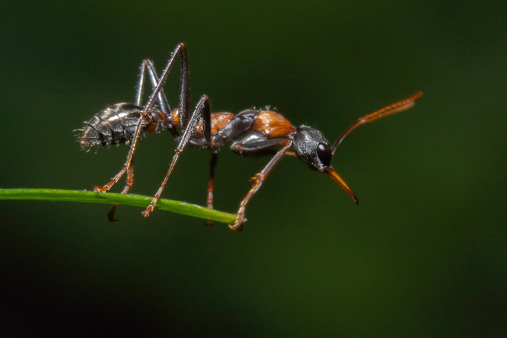 Королевы живут долго: как природа «поразила в правах» рабочий класс прыгающих муравьев?