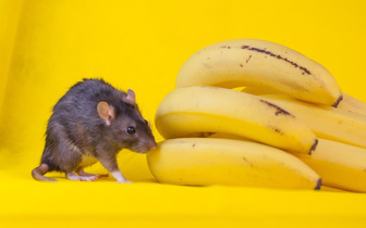 Хотите разозлить самца мыши? Вам нужен банан