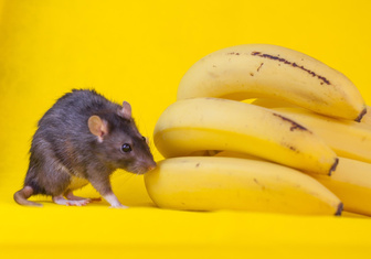 Хотите разозлить самца мыши? Вам нужен банан