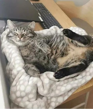 Очень смешные и милые коты, которые показывают живот (25 фото)