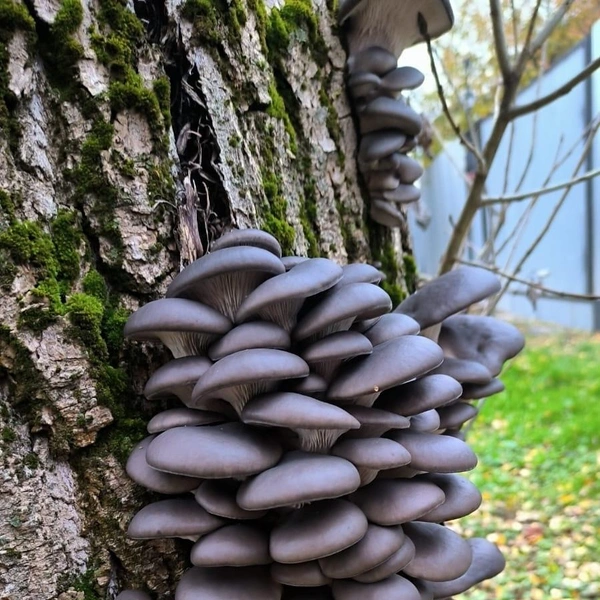 Источник: Кирилл Рябов / Грибы и Грибники Подмосковья / vk.com