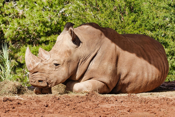 Почти вымерший вид носорогов пытаются спасти с помощью ЭКО: что может пойти не так?