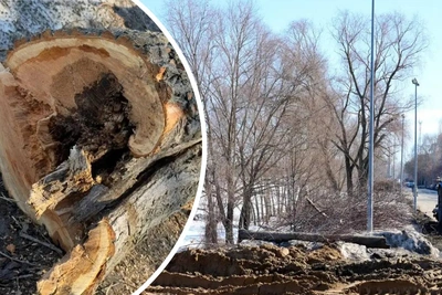 Власти Казани объяснили вырубку ив и насыпь на озере