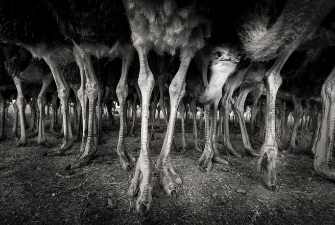 Источник: Peter Mrasek / GDT Nature Photographer of the Year 2025