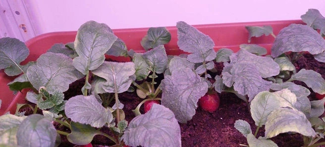 А вот редис дома растет очень хорошо | Источник: Борис Борисов