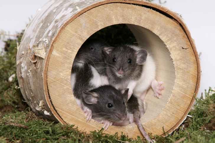 Крысятам пересадили мозг человека. Рассказываем, зачем ученым нужны такие киборги