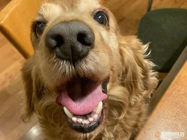 На хорошую еду домашним любимцам можно не рассчитывать | Источник: «Фонтанка.ру»