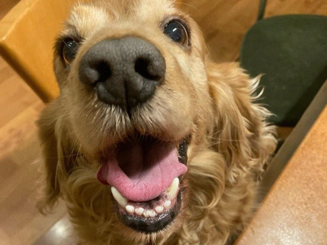 На хорошую еду домашним любимцам можно не рассчитывать | Источник: «Фонтанка.ру»