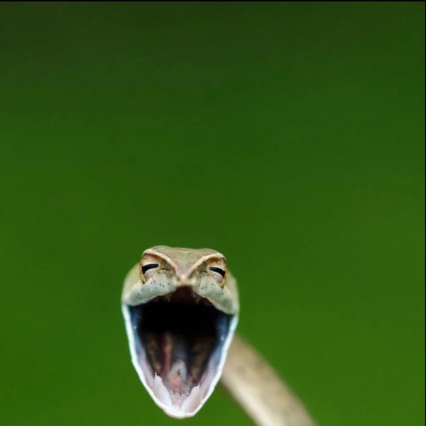 Источник: Aditya Kshirsagar / Comedy Wildlife Photography Awards 2021