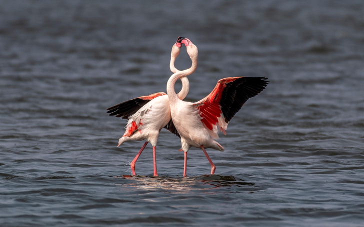 Фламинго отдыхают на соленом озере в провинции Шаньси
