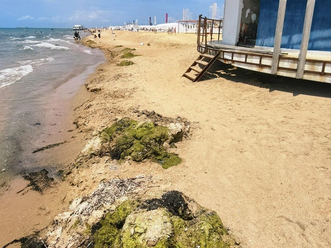 Водоросли на пляже в Витязево, снятые блогером | Источник: МАКОВОЗОВЫ / T.me