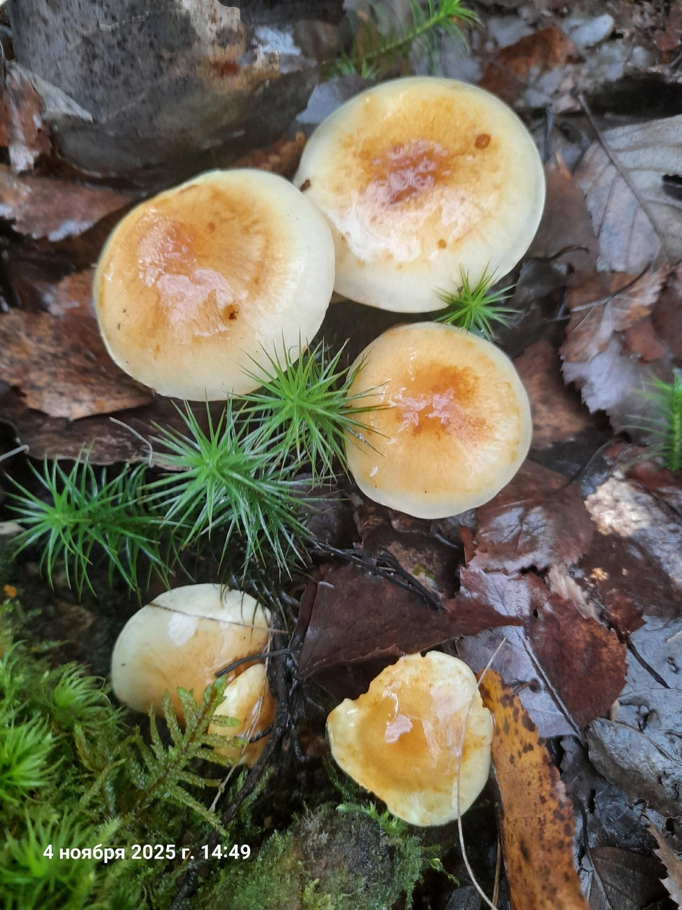 Марине Лабзиной удалось найти грибное место | Источник: «Грибы 2025» / Vk.com