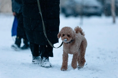 Cold Recedes: Weather in Kuzbass on February 2