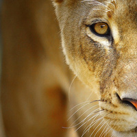 Аватарка Lvika