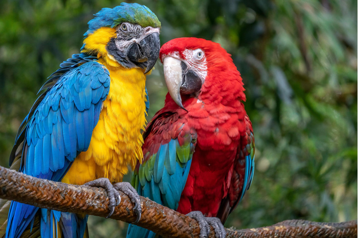 Горбоносые интеллектуалы: как попугаи заслужили свою репутацию