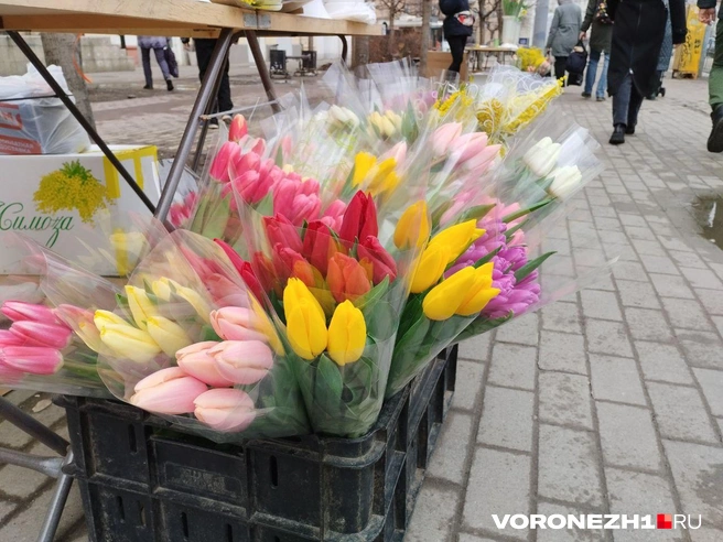 Источник: Дмитрий Волгин / Voronezh1.ru