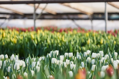 Цветы к 8 Марта: новосибирцы выбирают другие подарки