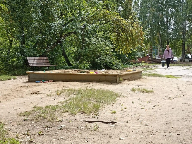 Змея заползла на детскую площадку | Источник: Михаил Шуклин