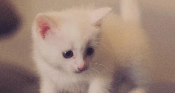 Как живет самая популярная кошка в России: 20 фото, которые вызывают зависть | Источник: личный архив