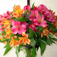 Аватарка Flora