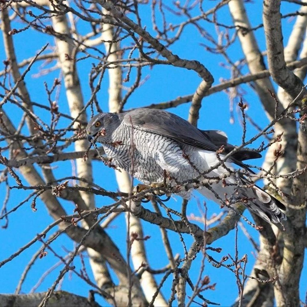 Источник: Станислав Крутоверцев / «Каждой твари по паре».