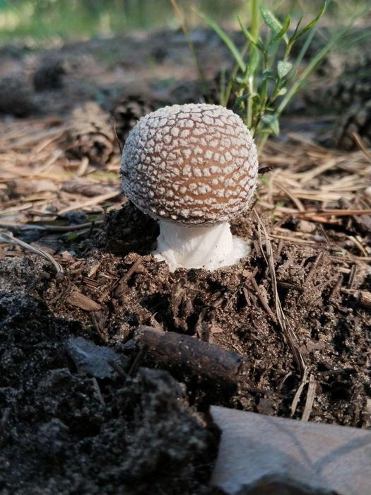 «А еще мне попался так называемый пантерный мухомор», — говорит автор фото | Источник: читатель 63.RU