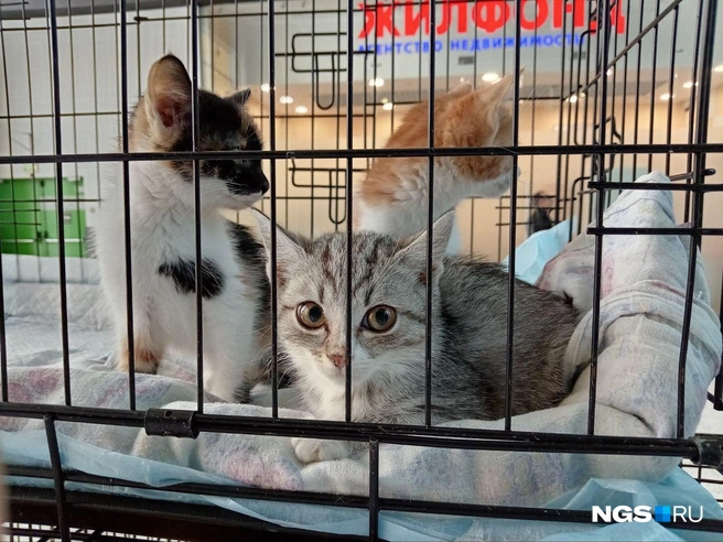 Ярмарка-раздача проходила на левом берегу Новосибирска | Источник: Рихарда Лем / NGS.RU