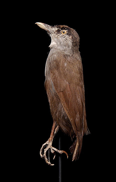 На Борнео нашли «исчезнувшую» 180 лет назад птицу