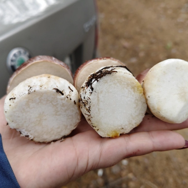 Источник: Елена Викторовна / «Грибы и грибники Екатеринбурга и Свердловской области» / Vk.com