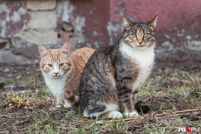 Ярославские уличные котики на фото