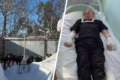 В Васильево собаки вновь напали на человека