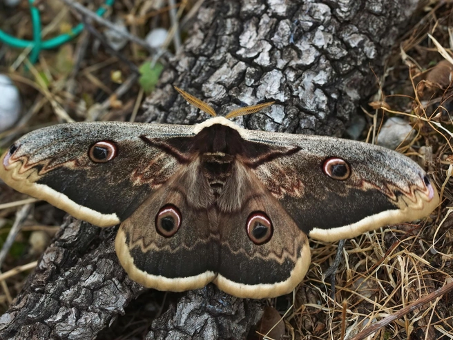 Ночной павлиний глаз (Saturnia pyri) — одна из крупнейших ночных бабочек Европы. | Источник: Legion Media