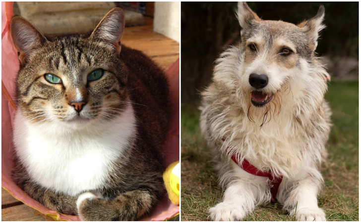 Котопёс недели: кот Вигго и собака Мия