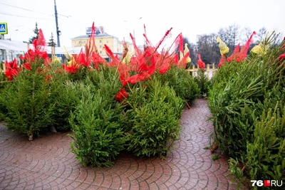 В Ярославле открылись елочные базары